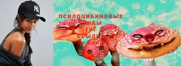 стаф Новозыбков